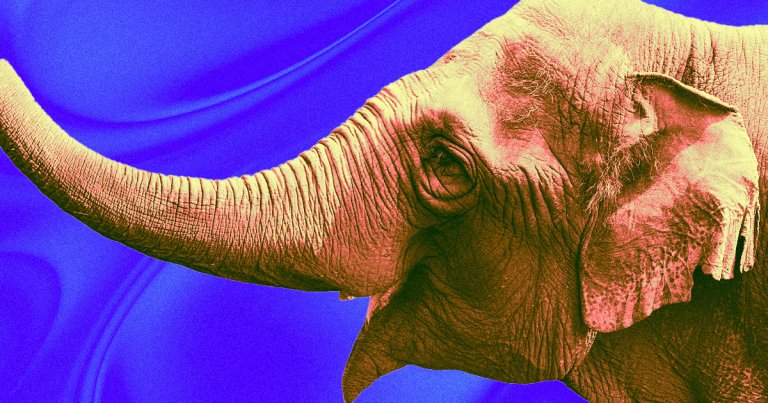 An elderly elephant named Viola was found ambling through Butte, Montana on Tuesday after escaping a traveling circus.