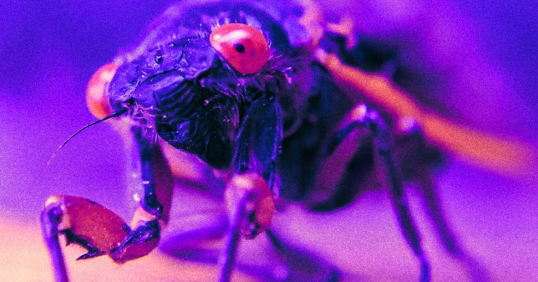 For the first time in centuries, two separate regional "broods" of cicadas are set to arise and invade parts of the United States.