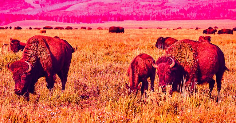 The research explores how the reintroduction of bison into an ecosystem helped boost the overall amount of carbon sucked up by plants.