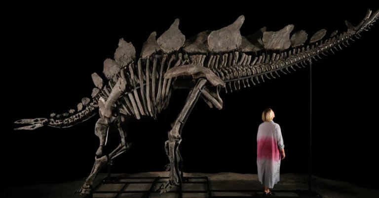 A dinosaur hunter is set to rake in millions of dollars after his find of a 150-million-year-old stegosaurus goes to auction.