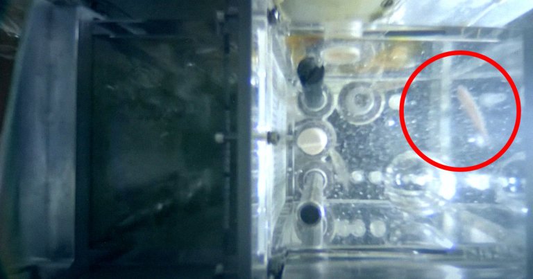 Last month, China sent four zebrafish to its space station Tiangong. And so far, the fish are thriving in the microgravity environment.