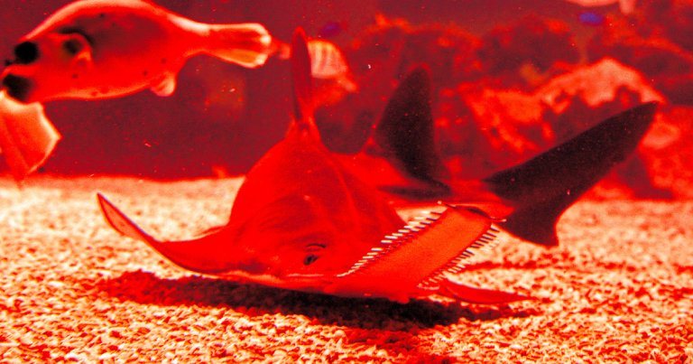 Scientists trying to find out why fish are spinning and dying in Florida may have discovered the culprit: poisonous algae.