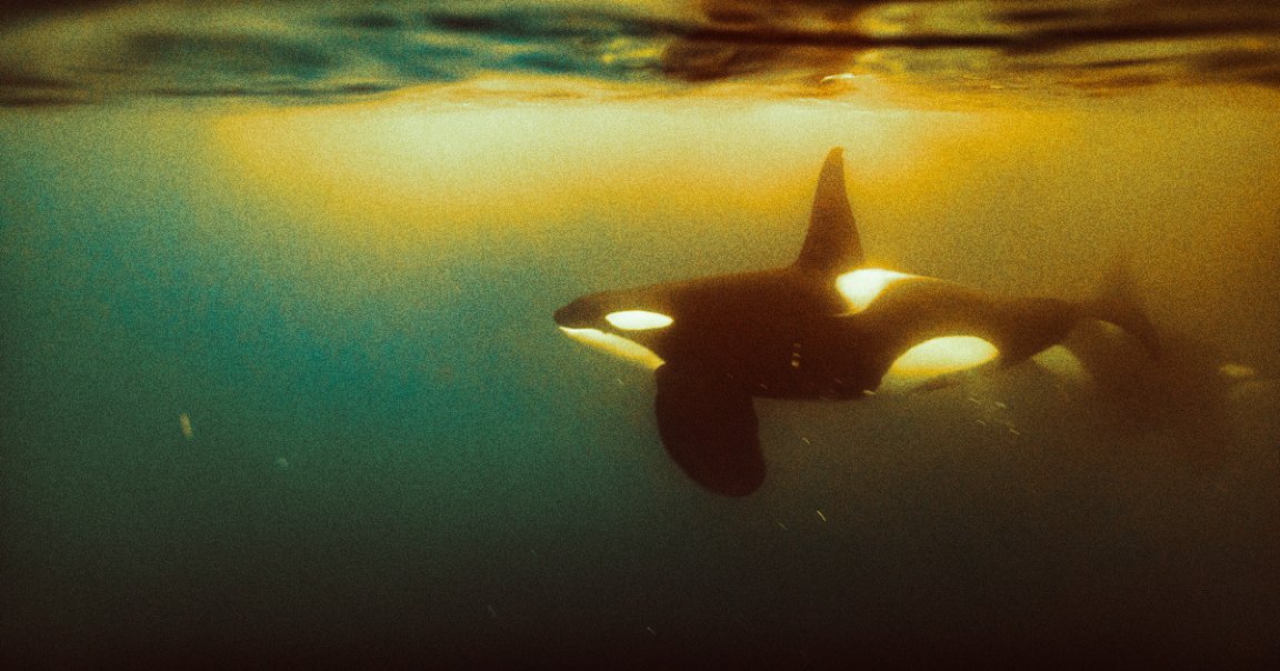 A New Zealand man did a belly flop into the ocean and tried to "body slam" an adult male orca swimming next to a boat, earning him a fine.
