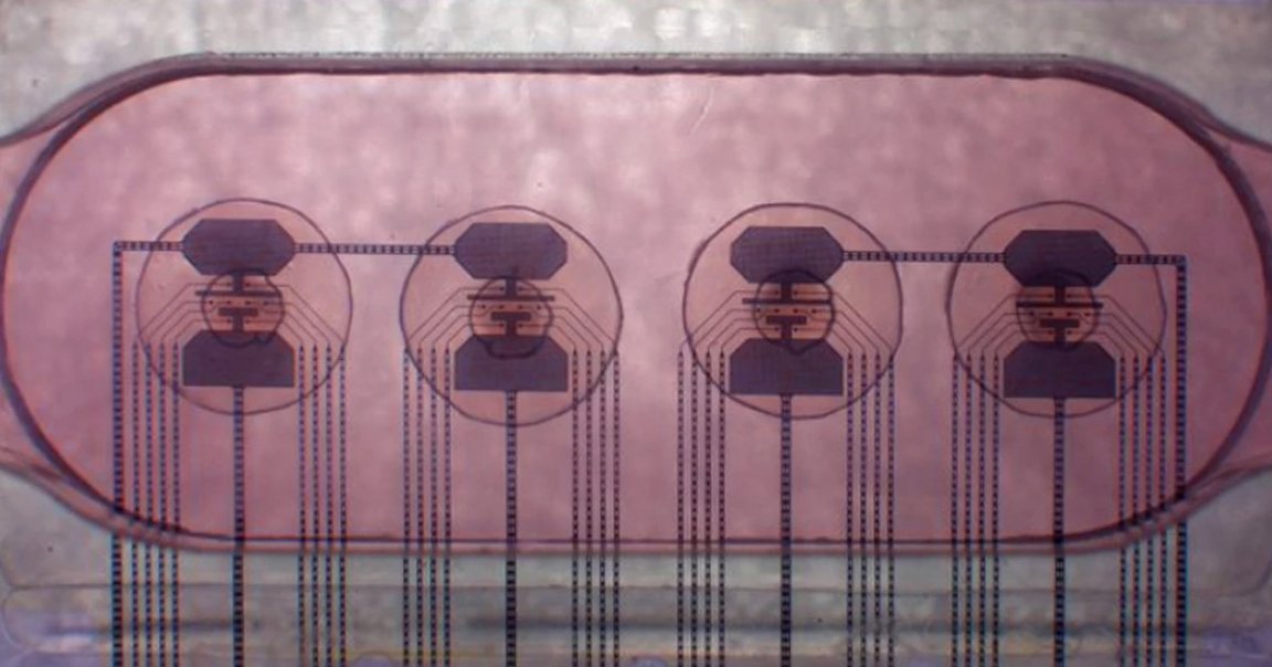A startup in Switzerland has built a unique computer processor made from 16 tiny brains made from human tissue, basically a living computer.
