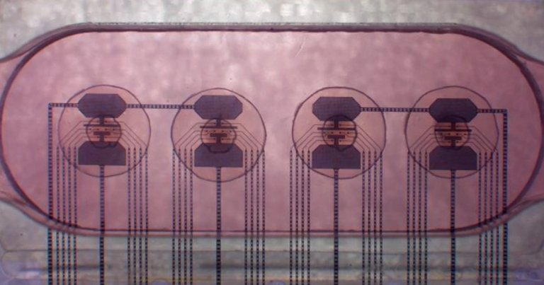 A startup in Switzerland has built a unique computer processor made from 16 tiny brains made from human tissue, basically a living computer.