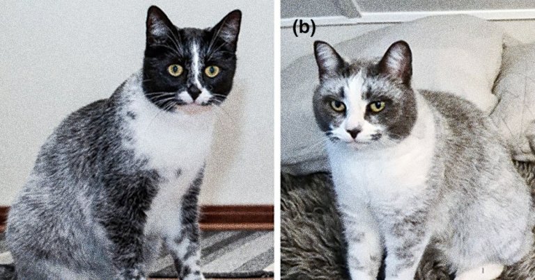 A research team have identified a new type of cat whose distinctive fur on its back coat is caused by a unique mutation.