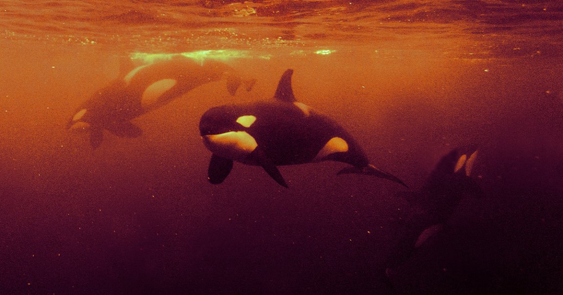 The Iberian orcas are back at it again, this time straight-up sinking a yacht near the Strait of Gibraltar.