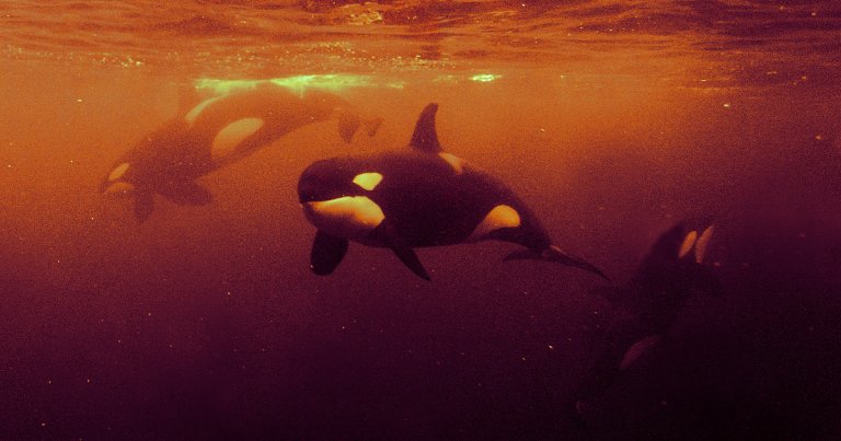 The Iberian orcas are back at it again, this time straight-up sinking a yacht near the Strait of Gibraltar.