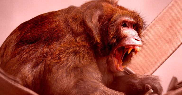 A former employee at Elon Musk's startup Neuralink is suing the company, alleging she was scratched by a monkey with Herpes.