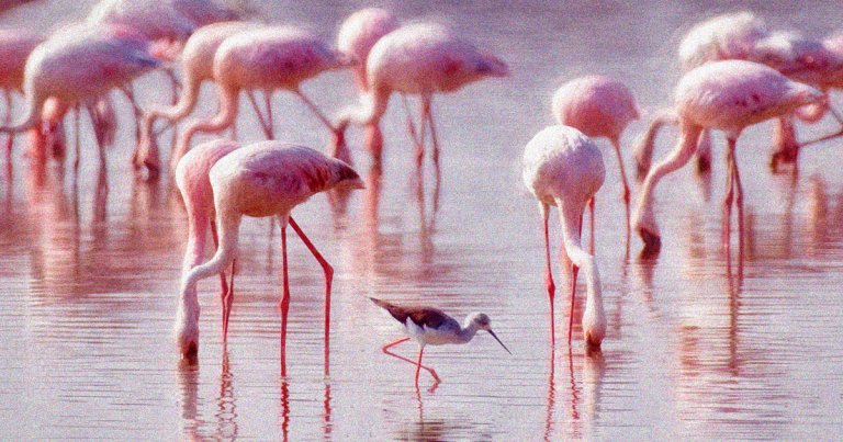 In a surprising reversal, a photographer, who had submitted his work to a recent competition, was disqualified for not using AI.