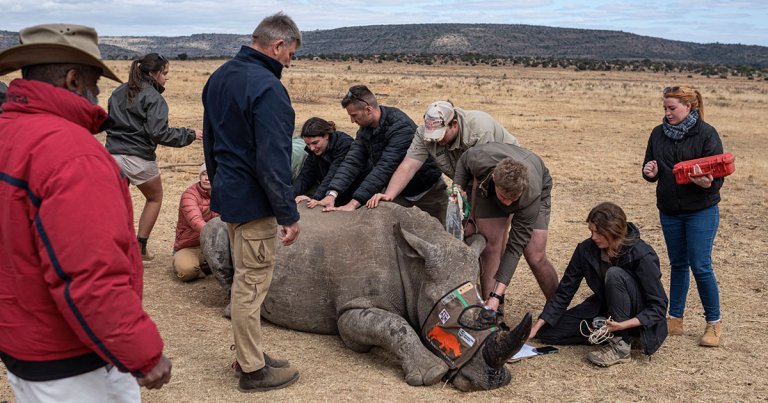 In an effort to make them useless to poachers, researchers are implanting radioactive isotopes into the horns of rhinos in South Africa.