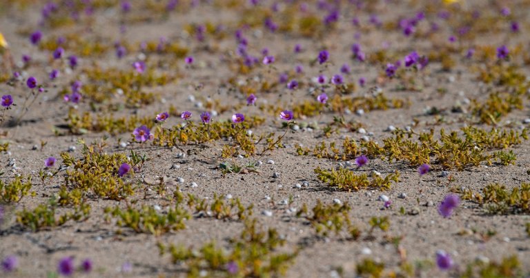 Flowers bloomed early in the Atacama Desert in Chile after early rains and warmer temperatures brought to life dormant seeds and bulbs.