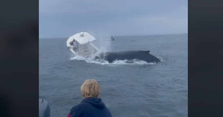 A humpback whale breached the waters off New Hampshire and body slammed a small fishing boat into capsizing.