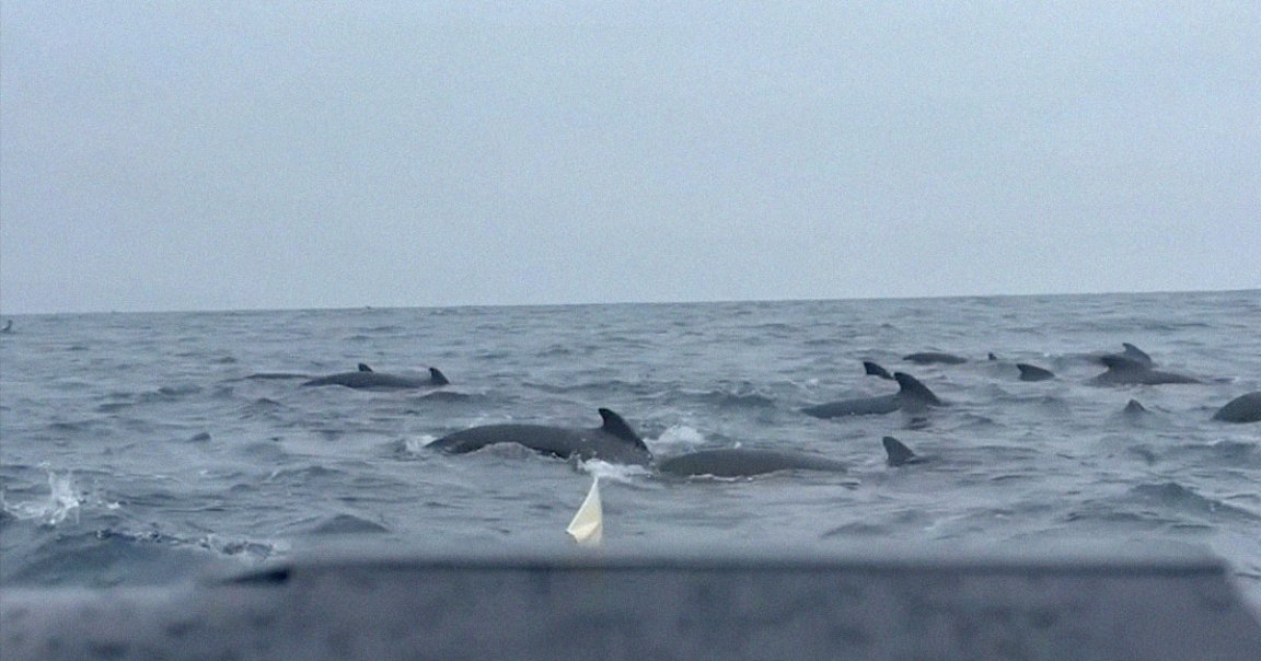 An adventurous rower, who has taken it upon himself to cross the Atlantic Ocean in a small rowing boat, was followed by over 1,000 whales.