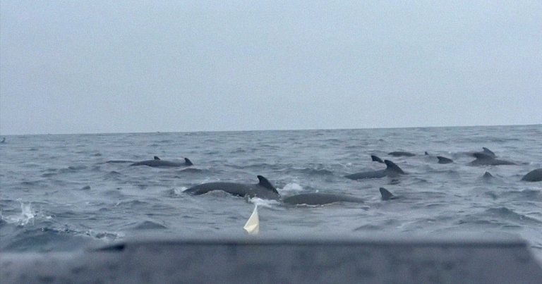 An adventurous rower, who has taken it upon himself to cross the Atlantic Ocean in a small rowing boat, was followed by over 1,000 whales.