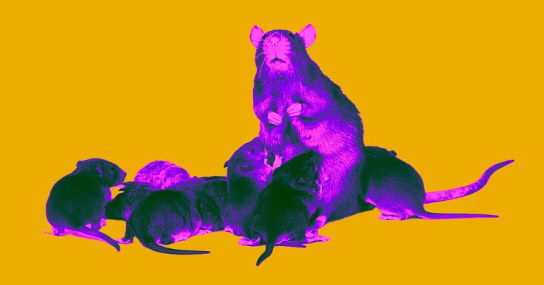 In a new study, elderly lab mice given an anti-aging drug were referred to as "supermodel grannies" because they looked so youthful.