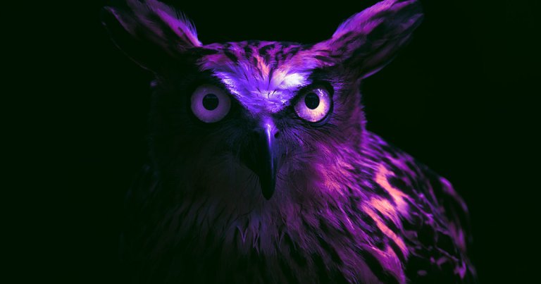 Night owls or people who do their best work at night have higher cognitive function than people who are morning birds.