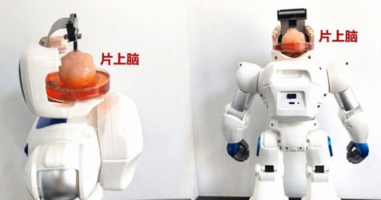 Scientists hooked up brain tissue to a neural interface, allowing it to pass on instructions to a humanoid robot body.