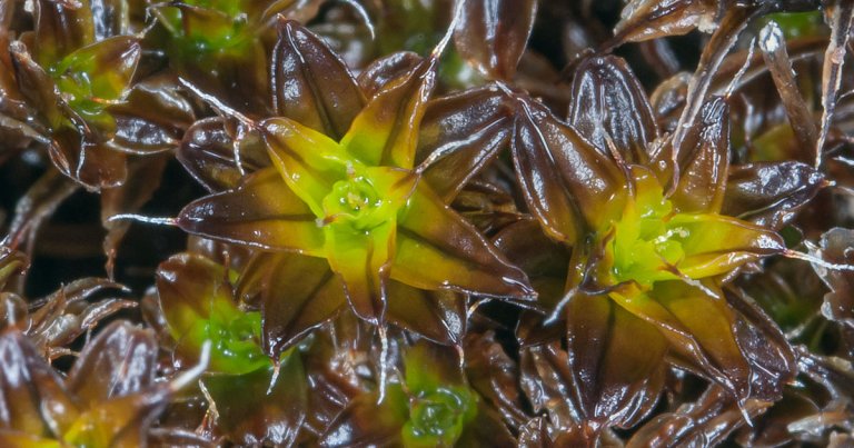 Scientists in China claim to have discovered a kind of desert moss plant that could survive on the surface of Mars.