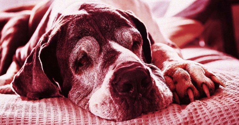 AI CEO Proud of Chatbot for Convincing Woman to Euthanize Her Dog