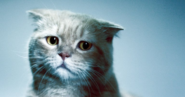 In a new study, researchers have found that cats seem to experience grief when other pets they live with die.