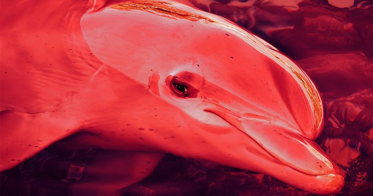 A single male bottlenosed dolphin, who may just be trying to be friendly, is believed to be behind a string of attacks on beachgoers.