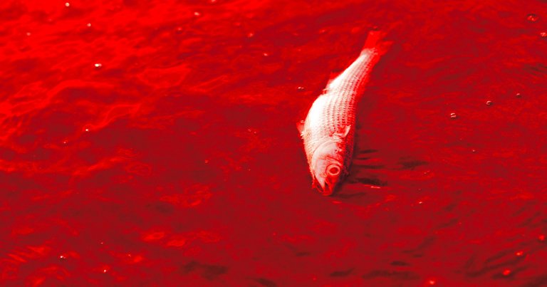 This ocean dead zone is larger than average this year, NOAA said, leaving thousands of square miles of water depleted of oxygen.