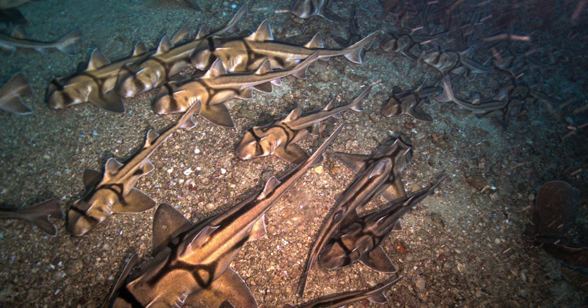 A bizarre-looking species of shark in Australia has been caught on video schooling on the ocean floor in a carpet formation.