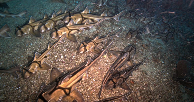 A bizarre-looking species of shark in Australia has been caught on video schooling on the ocean floor in a carpet formation.