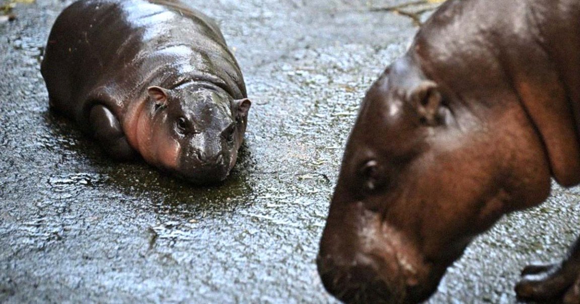 A tiny and adorable pygmy hippo called Moo Deng has been melting hearts across social media. We must protect her at all costs.