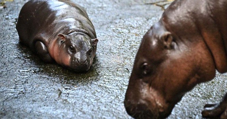 A tiny and adorable pygmy hippo called Moo Deng has been melting hearts across social media. We must protect her at all costs.