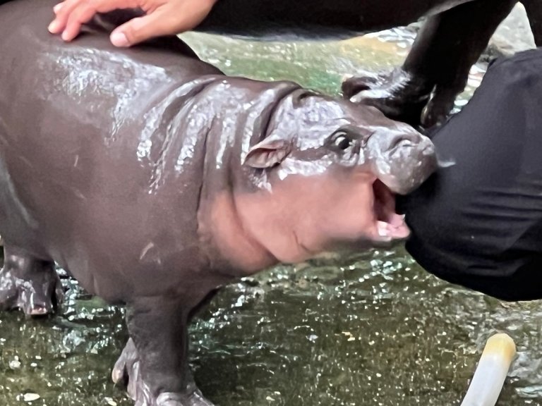 There's some actual social science behind everyone online wanting to eat Moo Deng the pygmy water hippo in Thailand.
