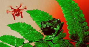 Wildlife officials in Hawaii are using drones to kill coqui frogs by dumping citric acid on these invasive creatures.
