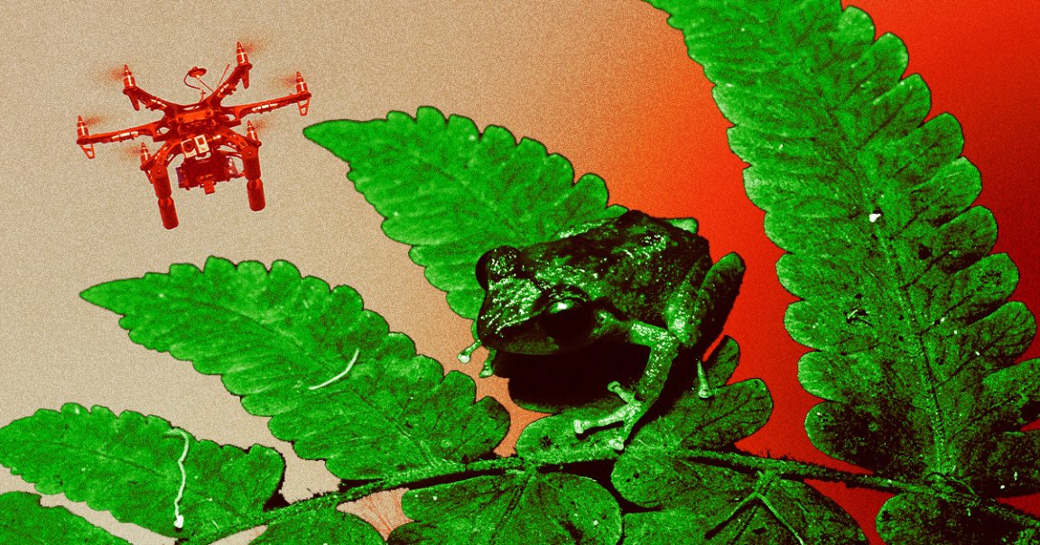 Wildlife officials in Hawaii are using drones to kill coqui frogs by dumping citric acid on these invasive creatures.