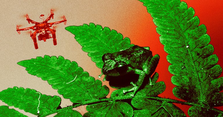 Wildlife officials in Hawaii are using drones to kill coqui frogs by dumping citric acid on these invasive creatures.