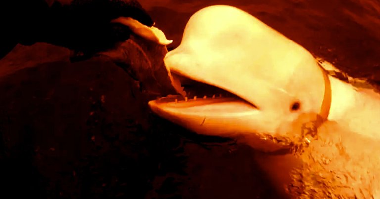 On Saturday, "Russian spy" beluga whale Hvaldimir was found dead — and animal activists are seemingly in disagreement about how he died.