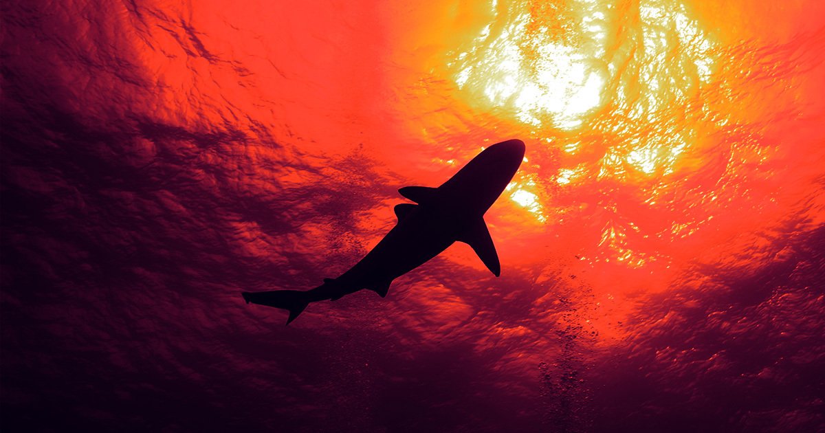 Scientists Alarmed as Shark Tracker Suddenly Shows Up Inside Larger ...