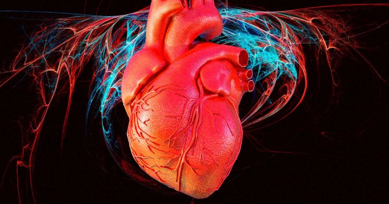 Animal Tests Show Promise for Restoring Heart to More Youthful Condition, Even After Heart Attack