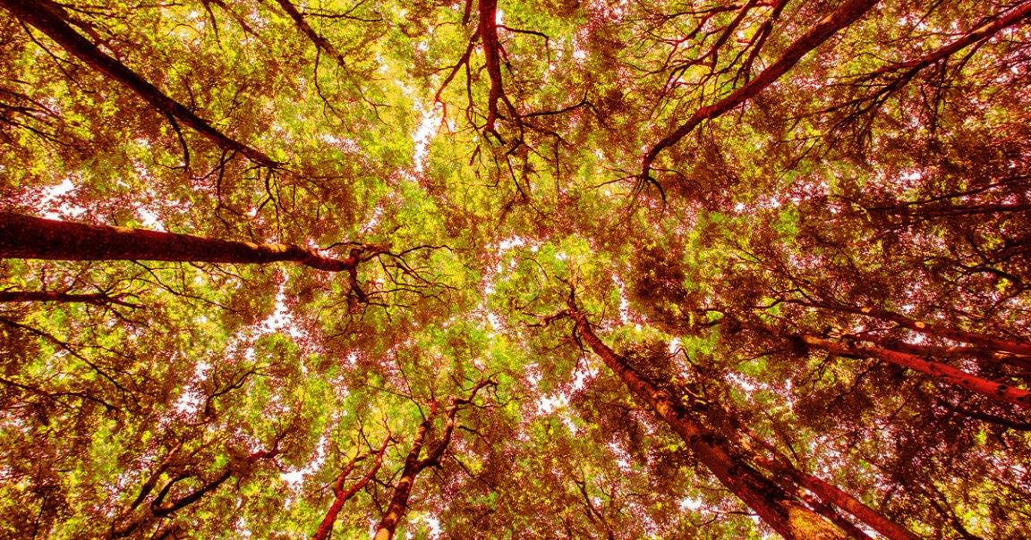 Preliminary data found that in 2023, some of Earth's natural carbon sinks momentarily stopped working — a troubling sign of a breaking point.