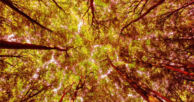 Preliminary data found that in 2023, some of Earth's natural carbon sinks momentarily stopped working — a troubling sign of a breaking point.
