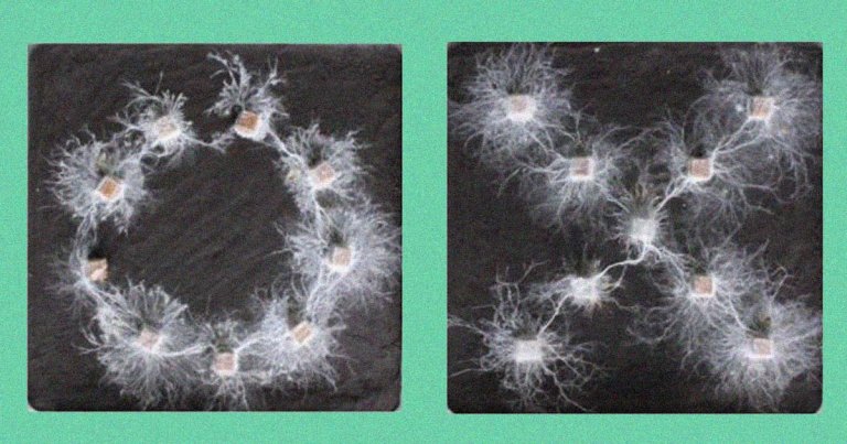 Resaerchers found that a specific fungus can recognize shapes, and communicate information about their surroundings throughout their network.