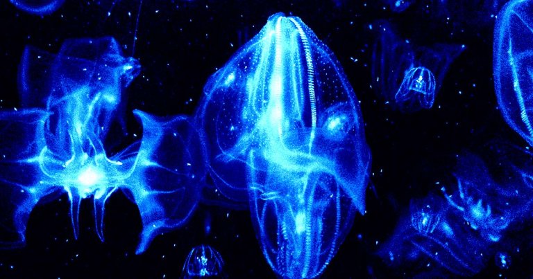 Scientists have discovered, by accident, that warty comb jellyfish can fuse together when injured to form a single animal.