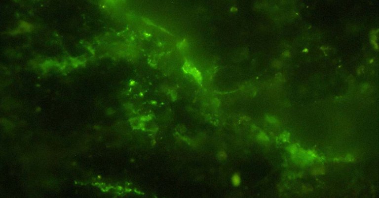 An ancient rock — or rather, the living microbes inside of it — could offer an unprecedented glimpse into early life on Earth.