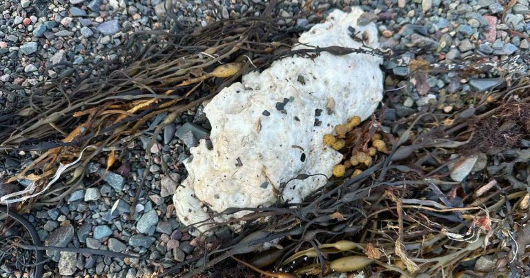 Up in Newfoundland, scientists and locals are perplexed by the sudden appearance of bizarre blobs that keep washing up on the beach.