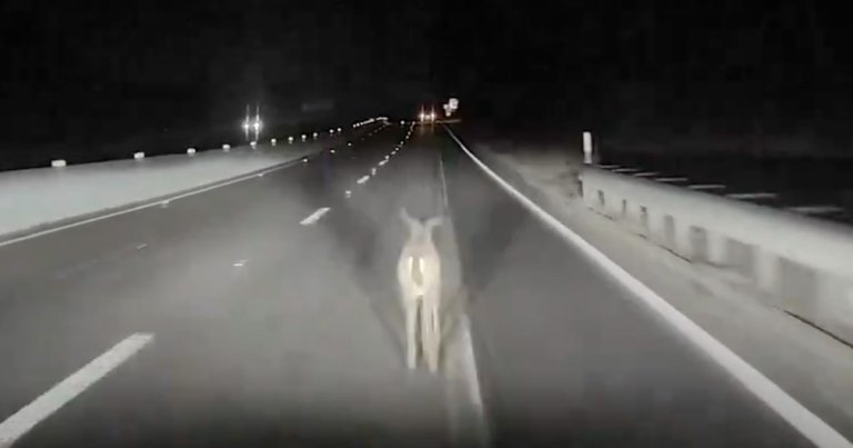 A Tesla purportedly running Full Self-Driving mode fails to recognize a deer on the road and slams into the animal with slowing or stopping.