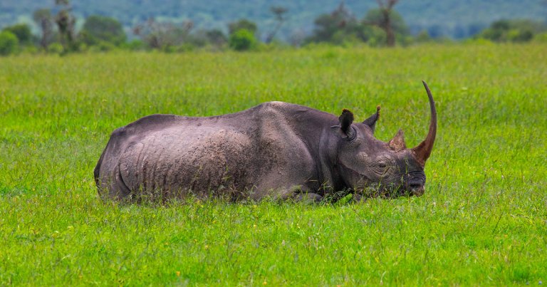 A new analysis released by the World Wildlife Fund paints an extremely alarming picture of the decimation of wildlife populations.