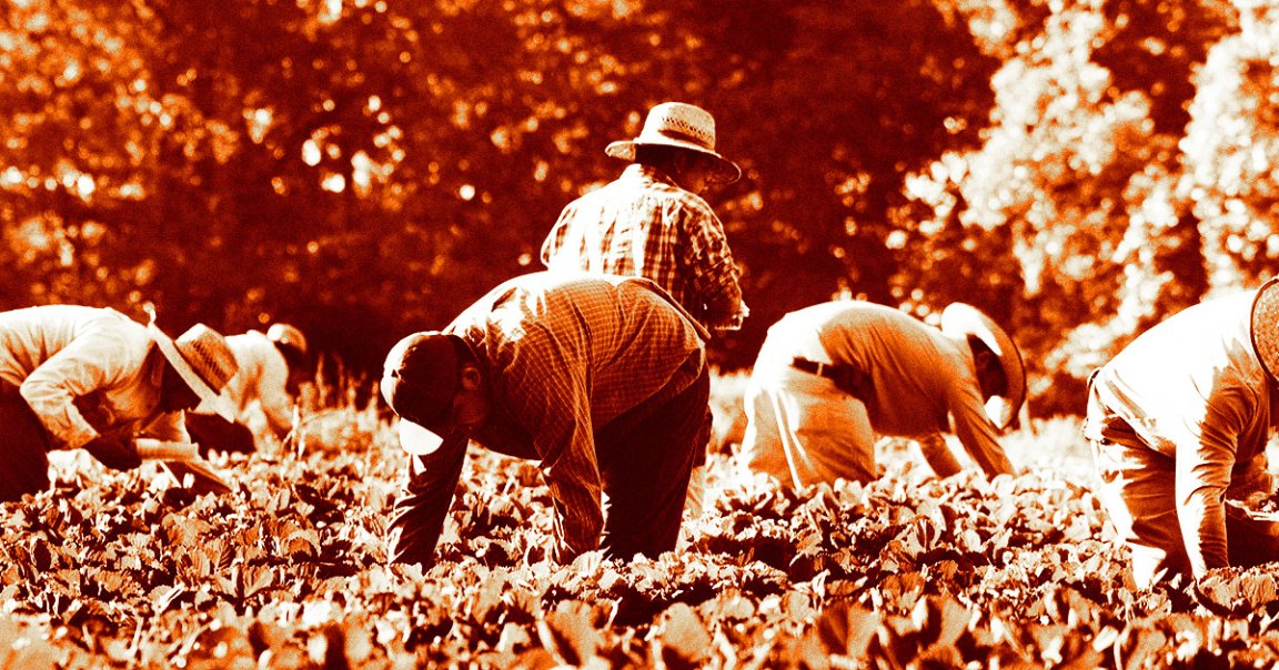 As Donald Trump's second presidential transition hurdles ever forward, his mass deportation plan is freaking farmers out.