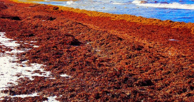 Invasive sargassum seaweed may be a great source of biogas, turning it into a fuel that can power converted combustion engine cars.