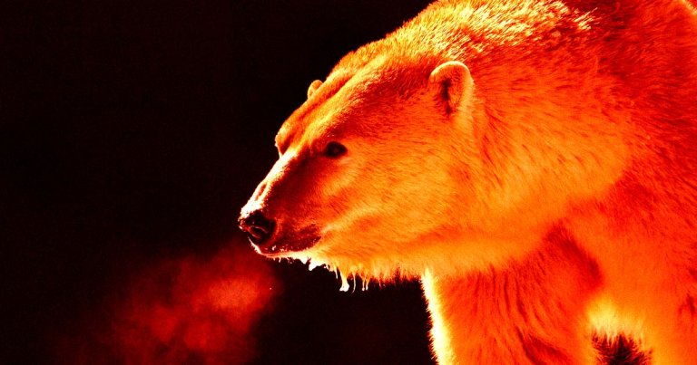 A fearless Canadian has thrown himself on top of a polar bear to protect his wife in the country's far north.