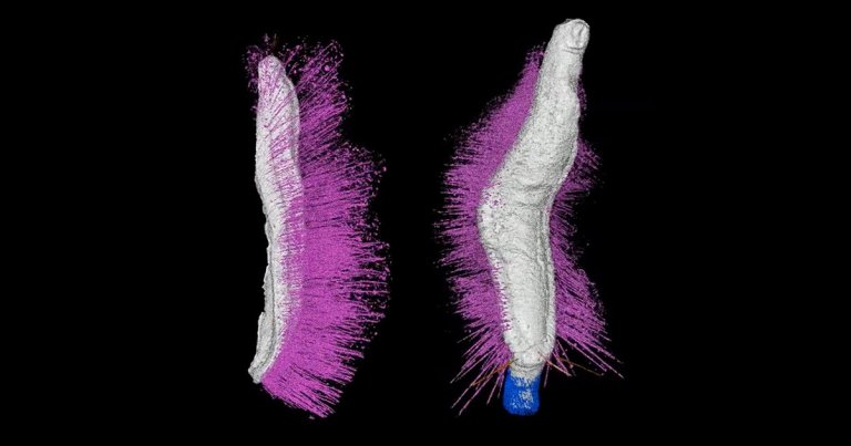 Two "Punk" and "Emo" fossils are challenging scientists' understanding of the evolution of mollusks. The scene, folks, is not dead.